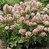 Hydrangea Munchkin Potted Hydrangea Plant
