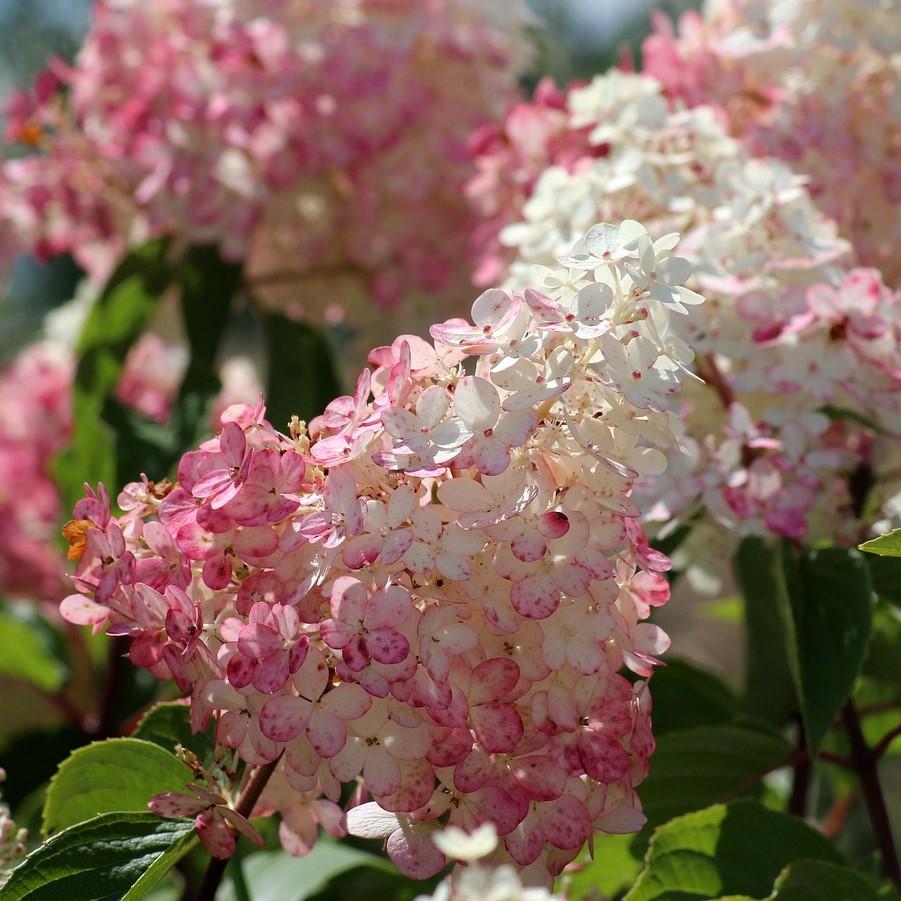 Strawberrry Sundae Hydrangea #2