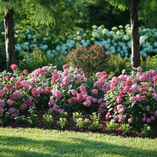 Hydrangea Invincibelle® Ruby Potted Hydrangea Plant