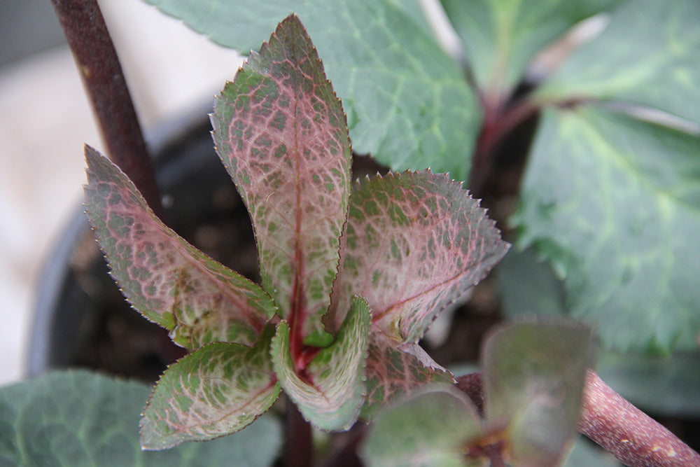 Hellebore FrostKiss® Penny's Pink® Potted Lenten Rose Plant