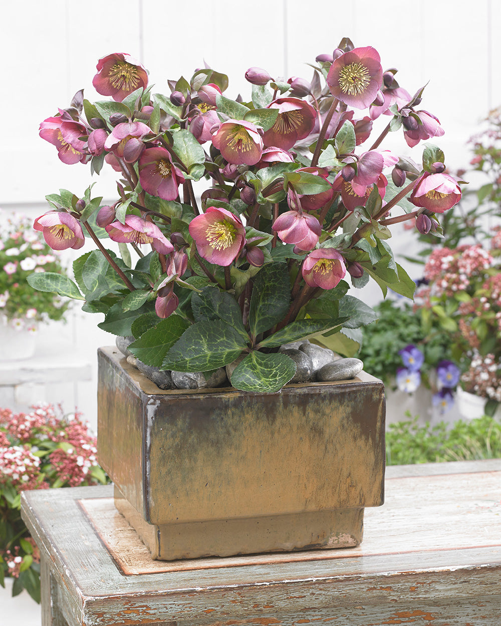 Hellebore FrostKiss® Penny's Pink® Potted Lenten Rose Plant