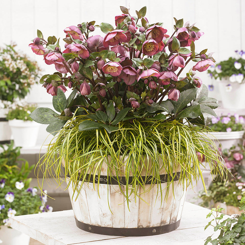 ミロ ロラン・ペンローズ Helleborus - The Rockies Grand Teton Lenten Rose - Sugar Creek