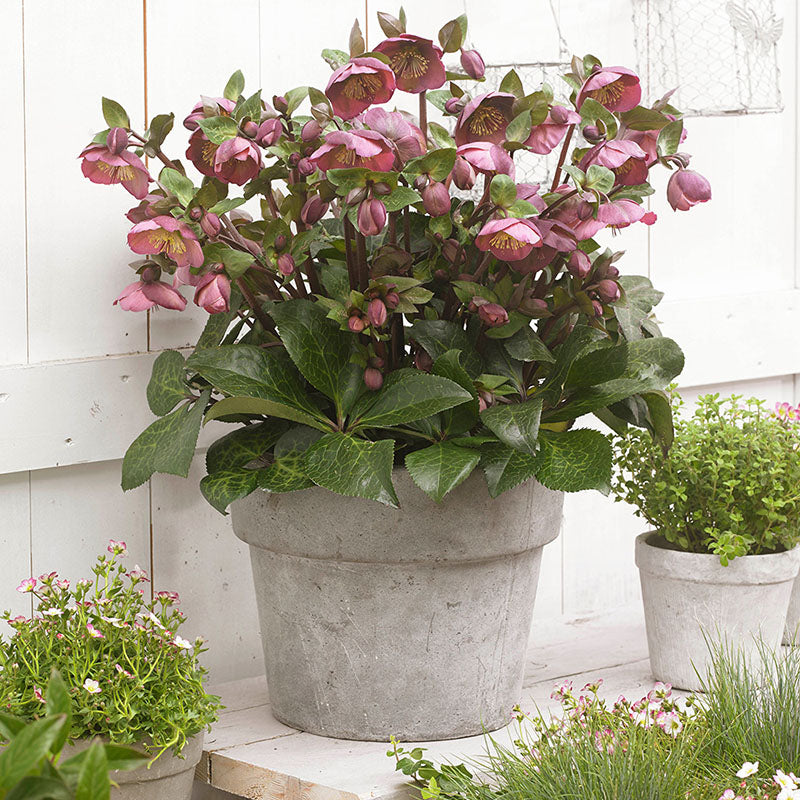 Hellebore FrostKiss® Penny's Pink® Potted Lenten Rose Plant
