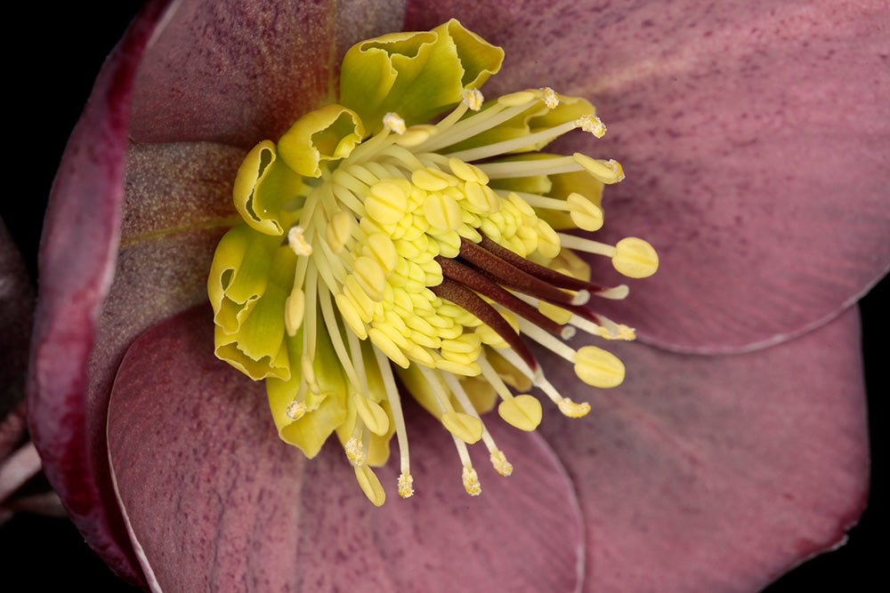 Hellebore FrostKiss® Pippa's Purple Potted Lenten Rose Plant