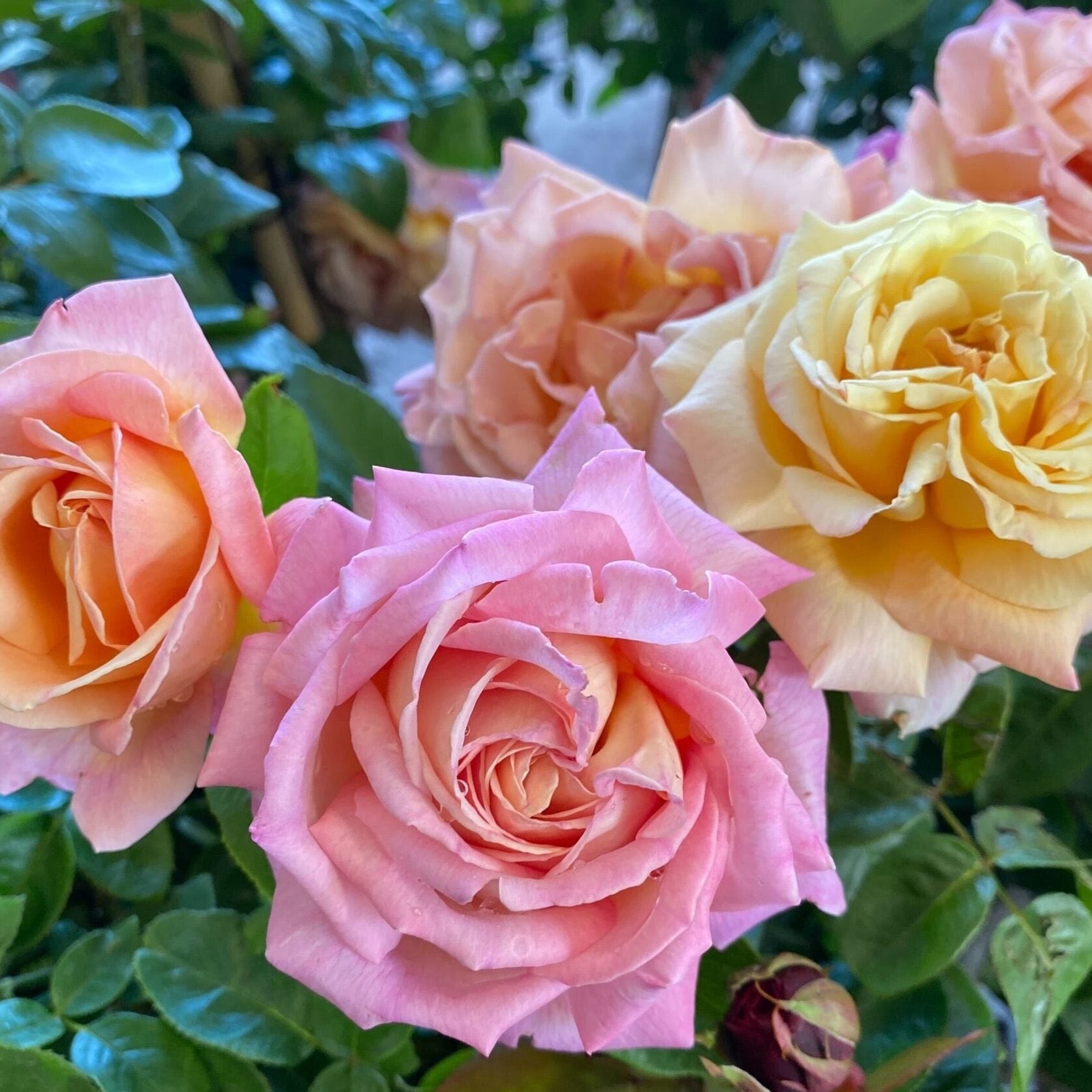 Peace Bare Root Tree Rose