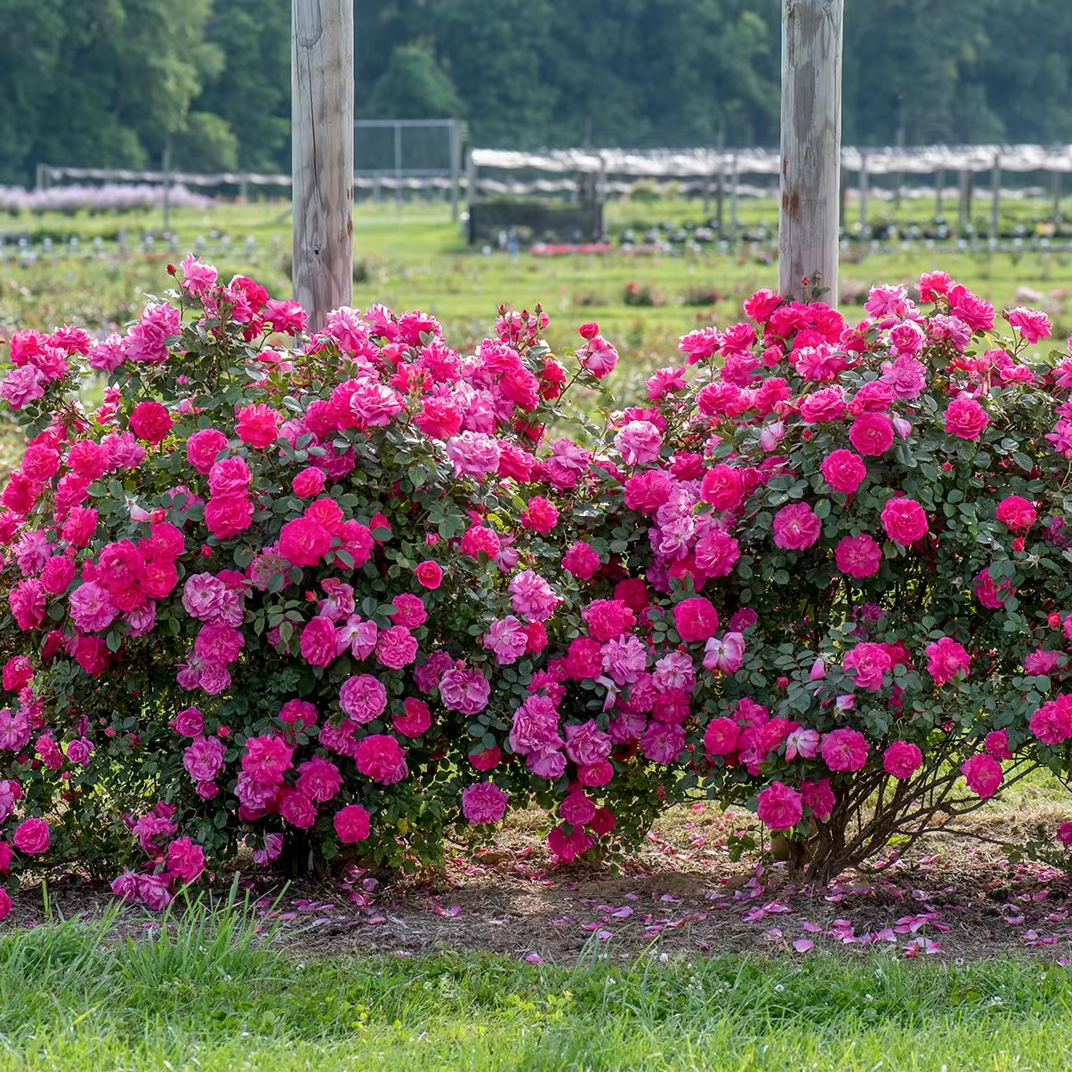 Highwire Flyer™ Bare Root Climbing Rose