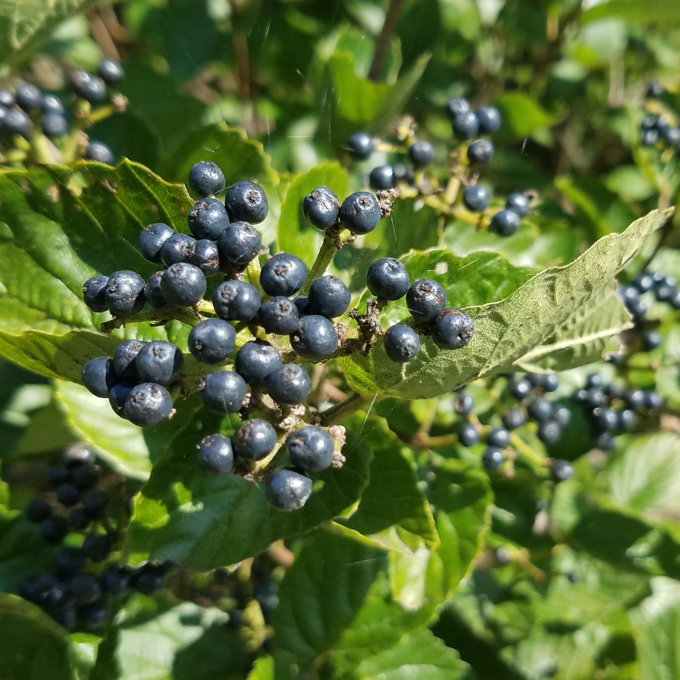 American Beauties® Native Plants Viburnum dentatum Blue Blaze™ Potted Viburnum Bush