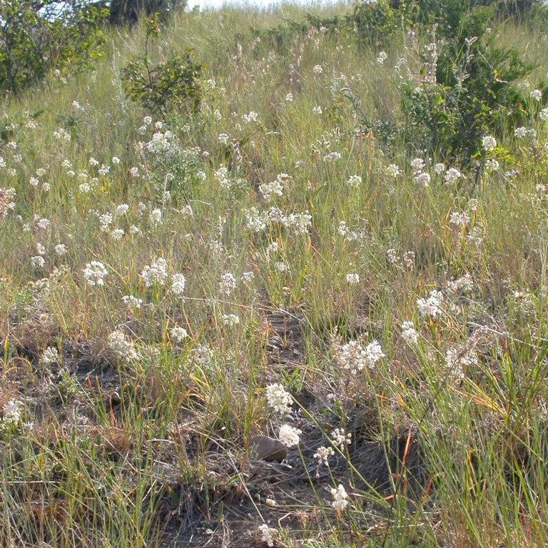 Allium cernuum Potted Ornamental Onion Plant