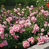 Home & Garden® Bare Root Rose Bush