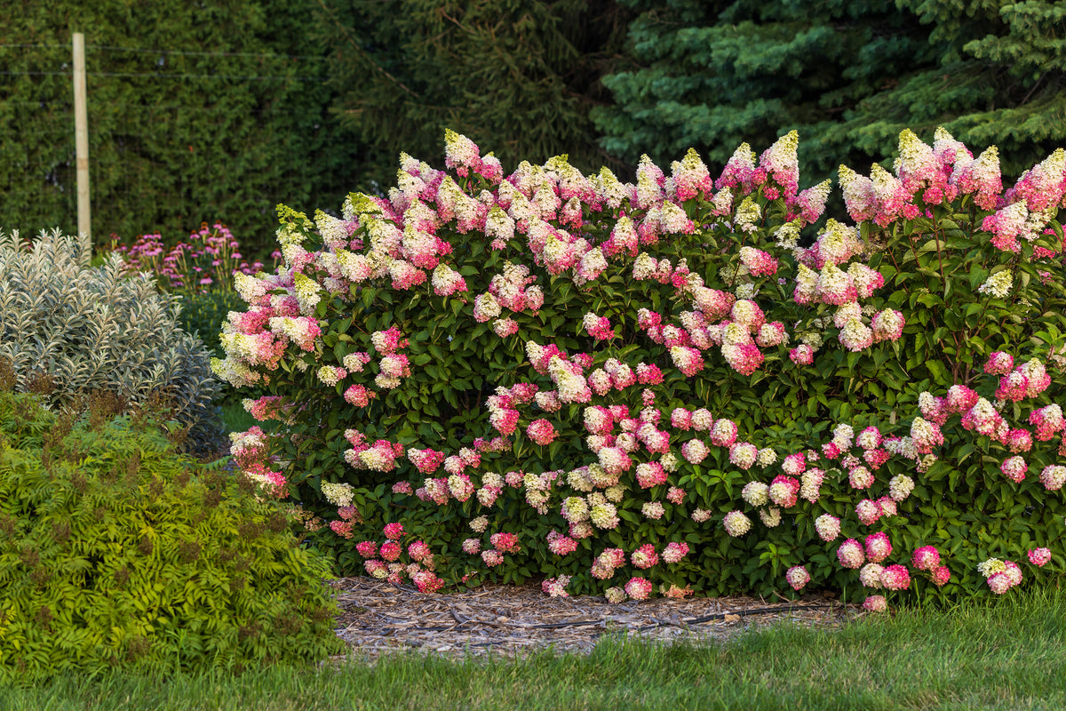 First Editions® Berry White® Panicle Hydrangea Bare Root Hydrangea Bush