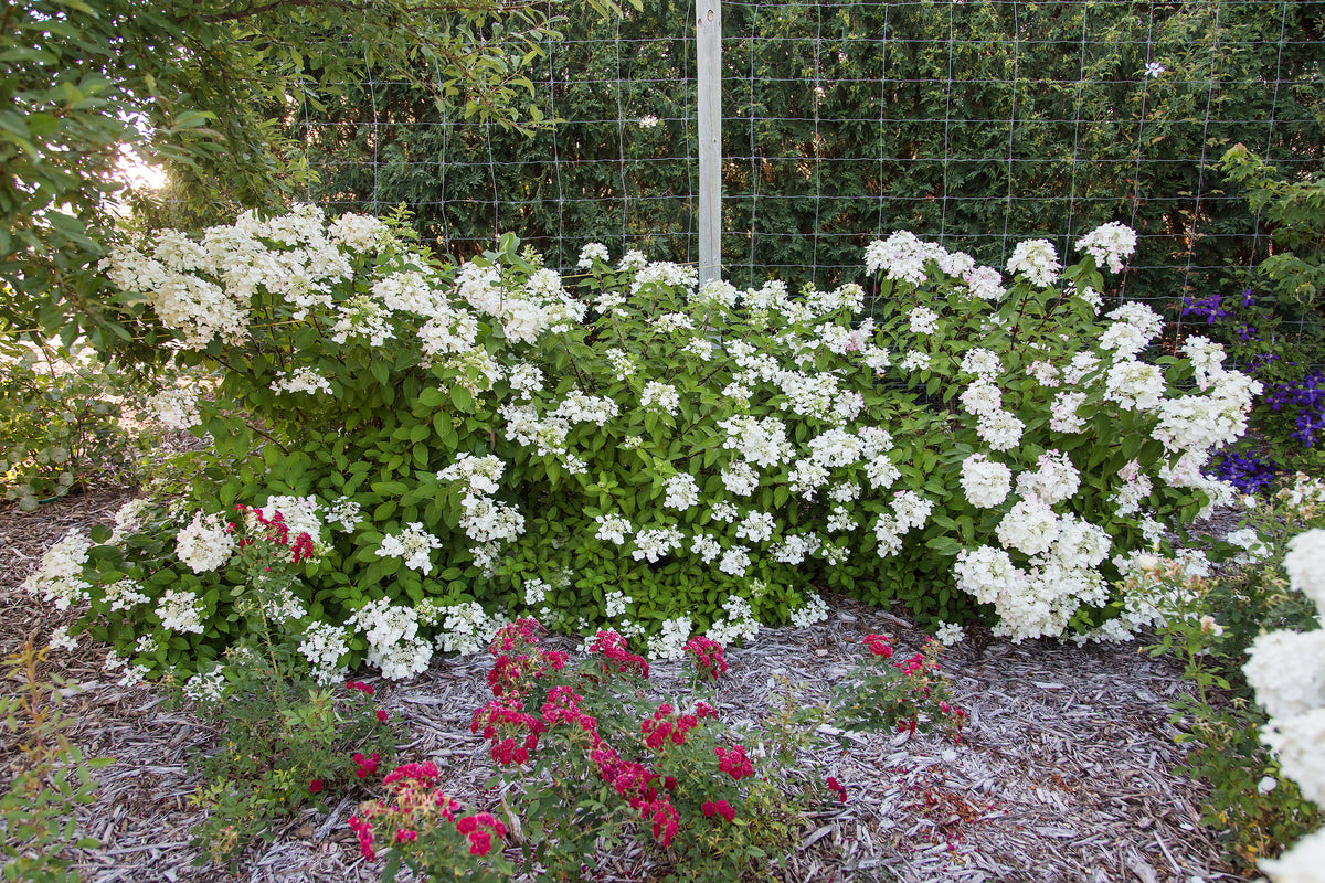 First Editions® Diamond Rouge® Panicle Hydrangea Bare Root Hydrangea Bush