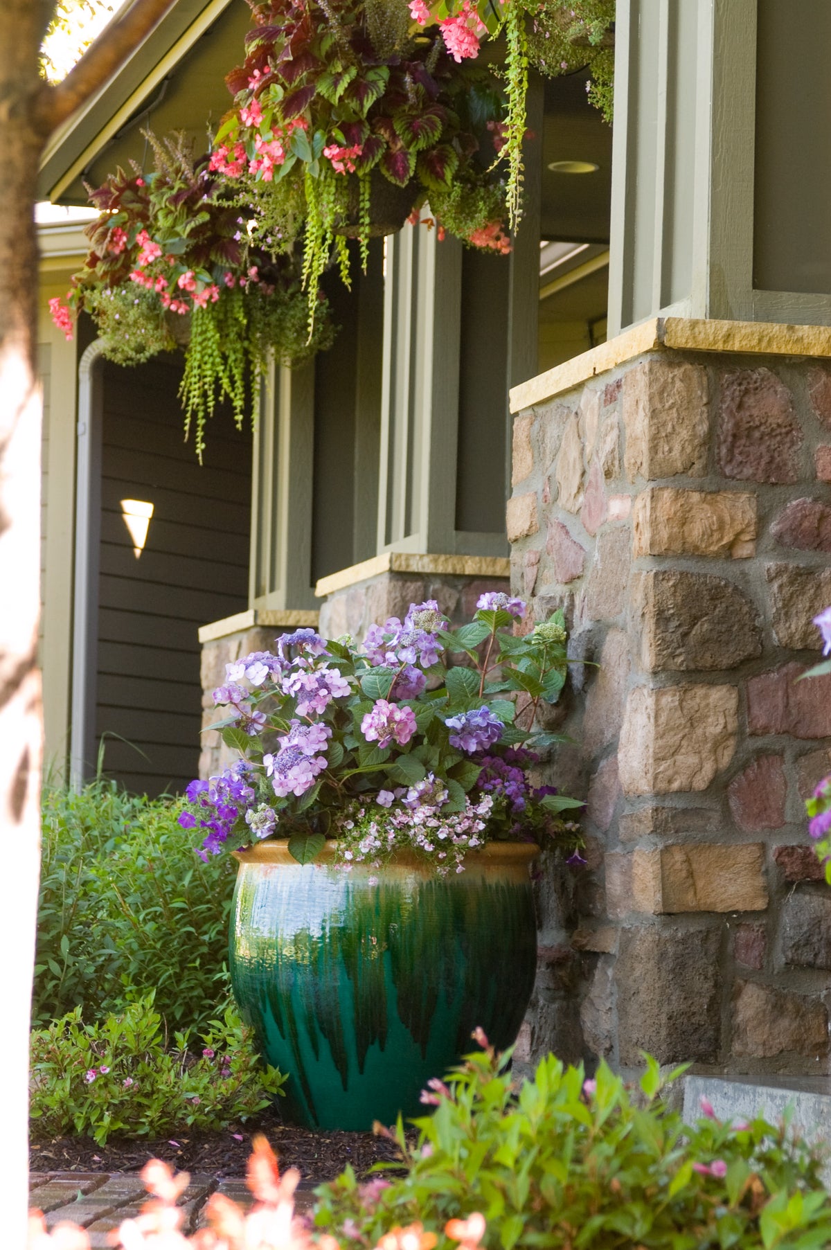 Endless Summer® Twist-n-Shout® Bigleaf Hydrangea Bare Root Hydrangea Bush