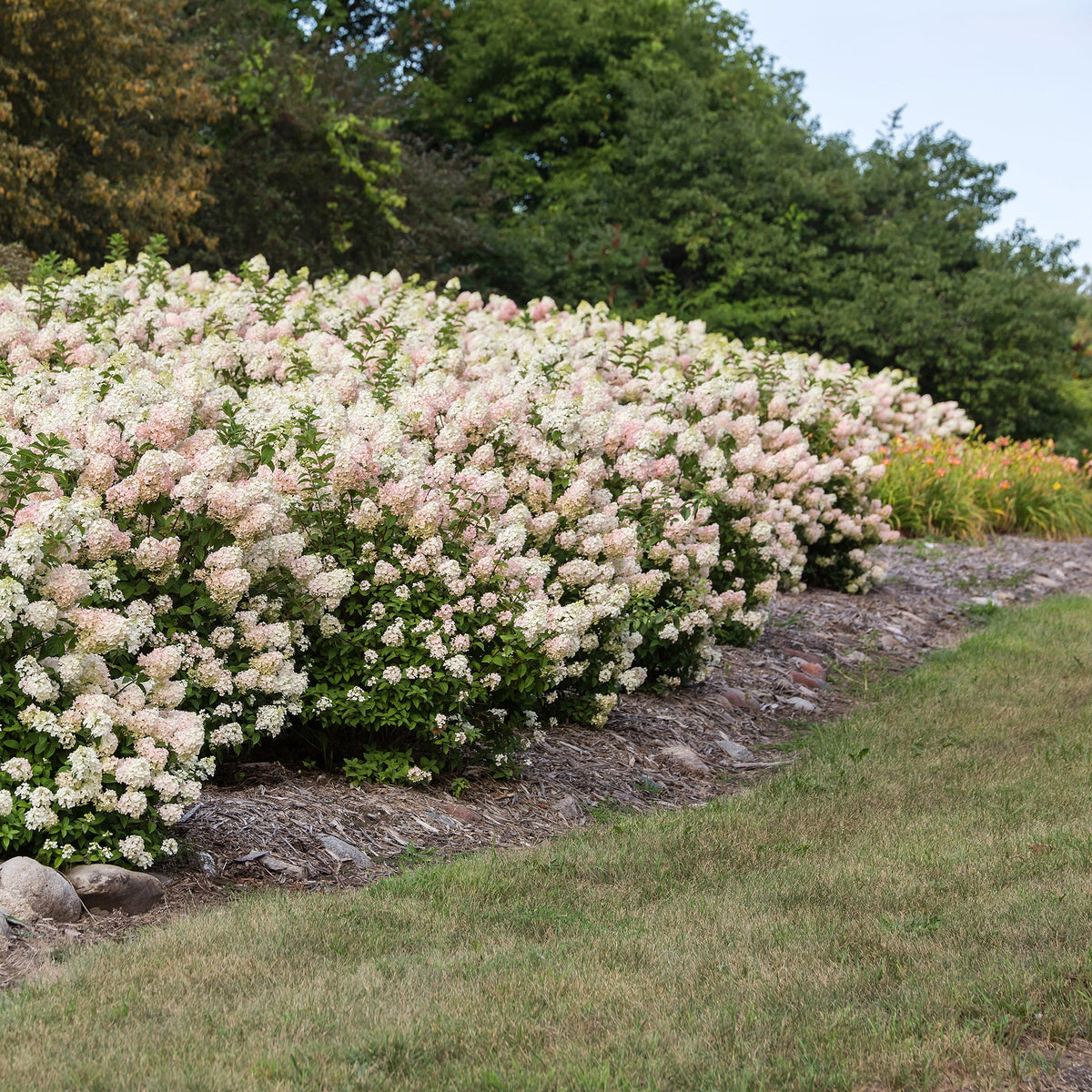 First Editions® Strawberry Sundae® Panicle Hydrangea Bare Root Hydrangea Bush