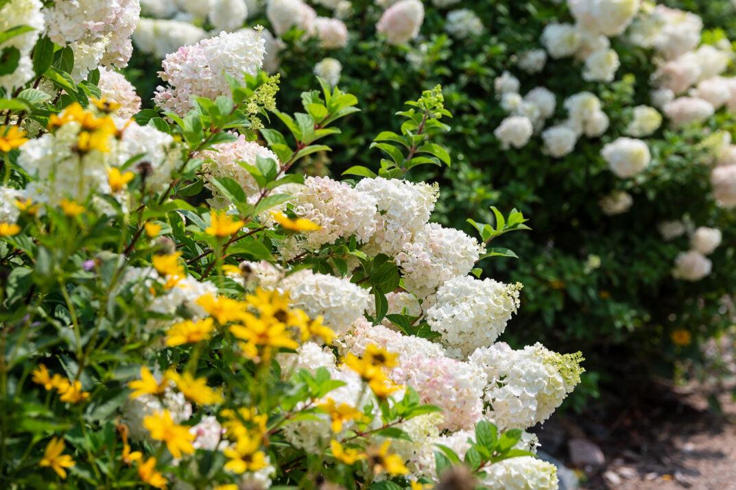First Editions® Strawberry Sundae® Panicle Hydrangea Bare Root Hydrangea Bush