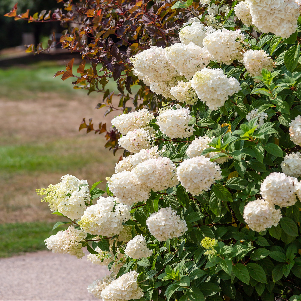 First Editions® Strawberry Sundae® Panicle Hydrangea Bare Root Hydrangea Bush