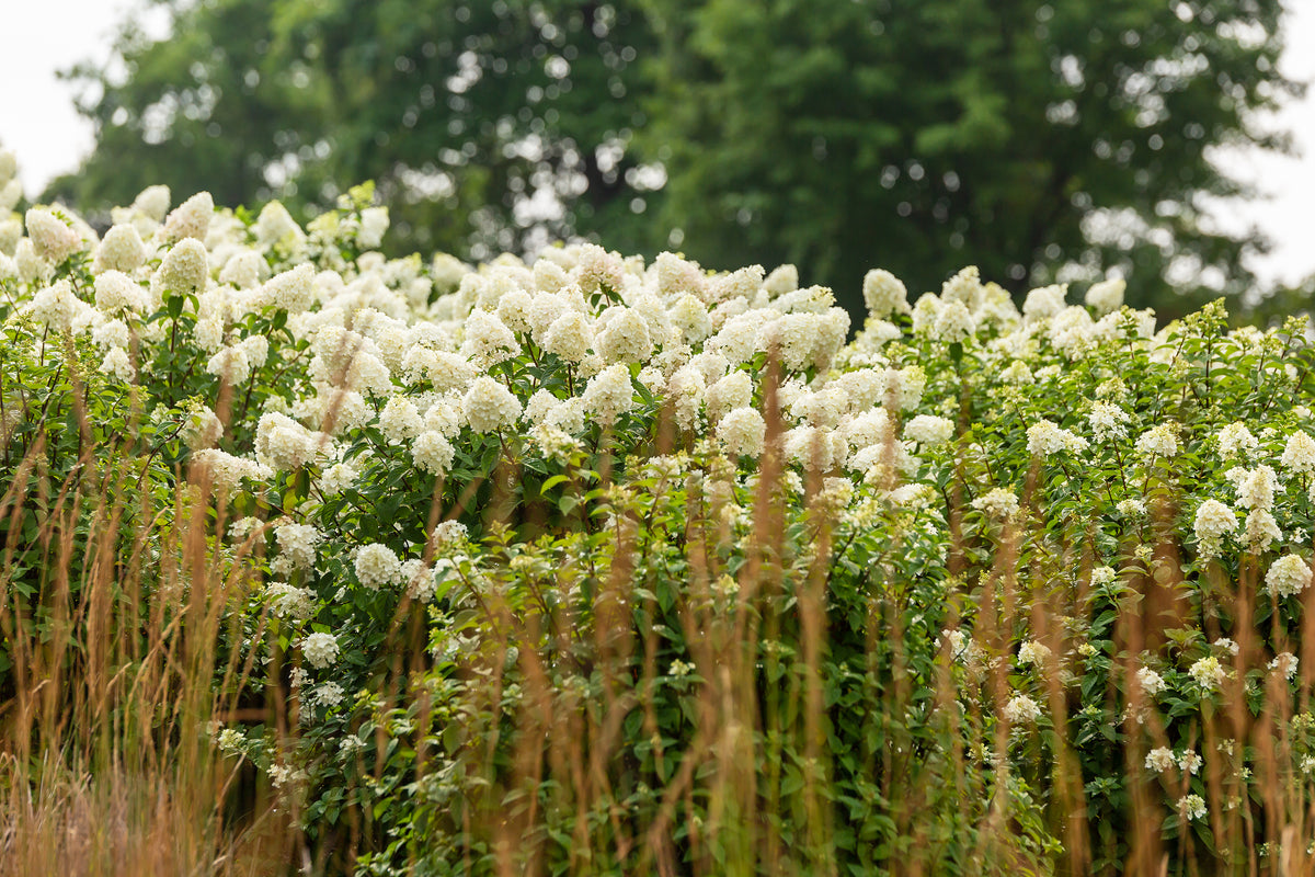 First Editions® Strawberry Sundae® Panicle Hydrangea Bare Root Hydrangea Bush