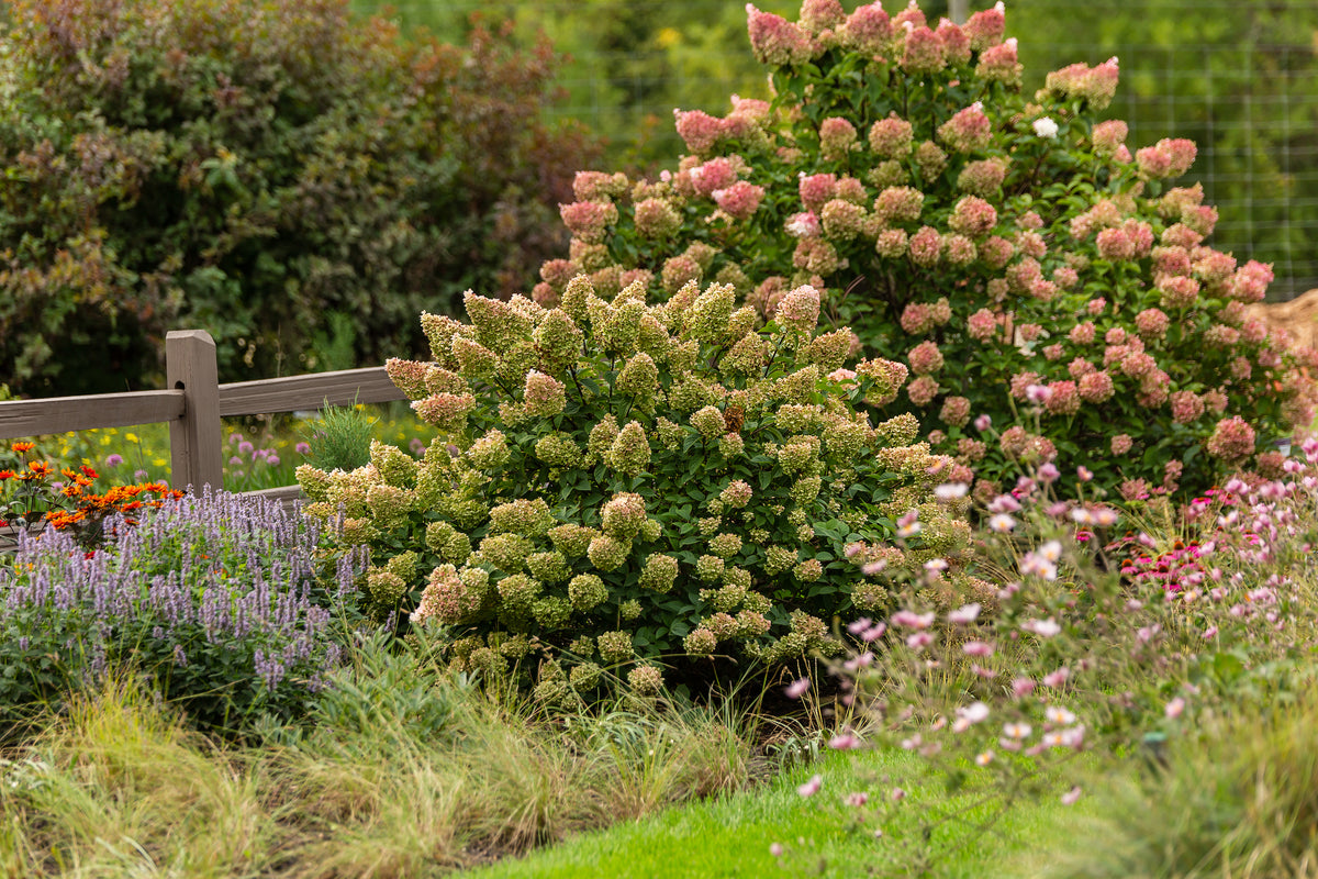 First Editions® Strawberry Sundae® Panicle Hydrangea Bare Root Hydrangea Bush