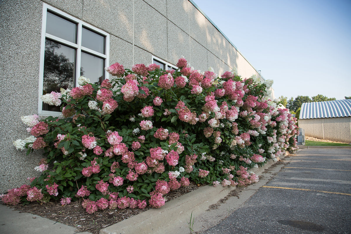 First Editions® Vanilla Strawberry Panicle Hydrangea Bare Root Hydrangea Bush