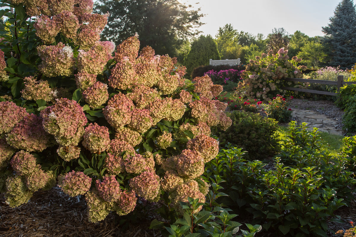 First Editions® Vanilla Strawberry Panicle Hydrangea Bare Root Hydrangea Bush