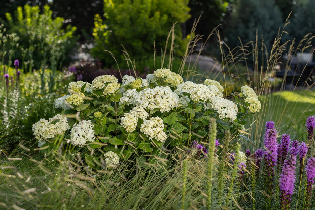 First Editions® FlowerFull® Smooth Hydrangea Bare Root Hydrangea Bush