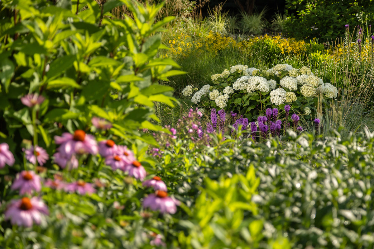 First Editions® FlowerFull® Smooth Hydrangea Bare Root Hydrangea Bush