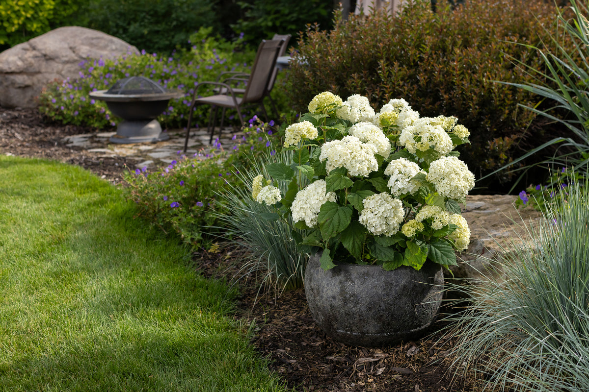 First Editions® FlowerFull® Smooth Hydrangea Bare Root Hydrangea Bush