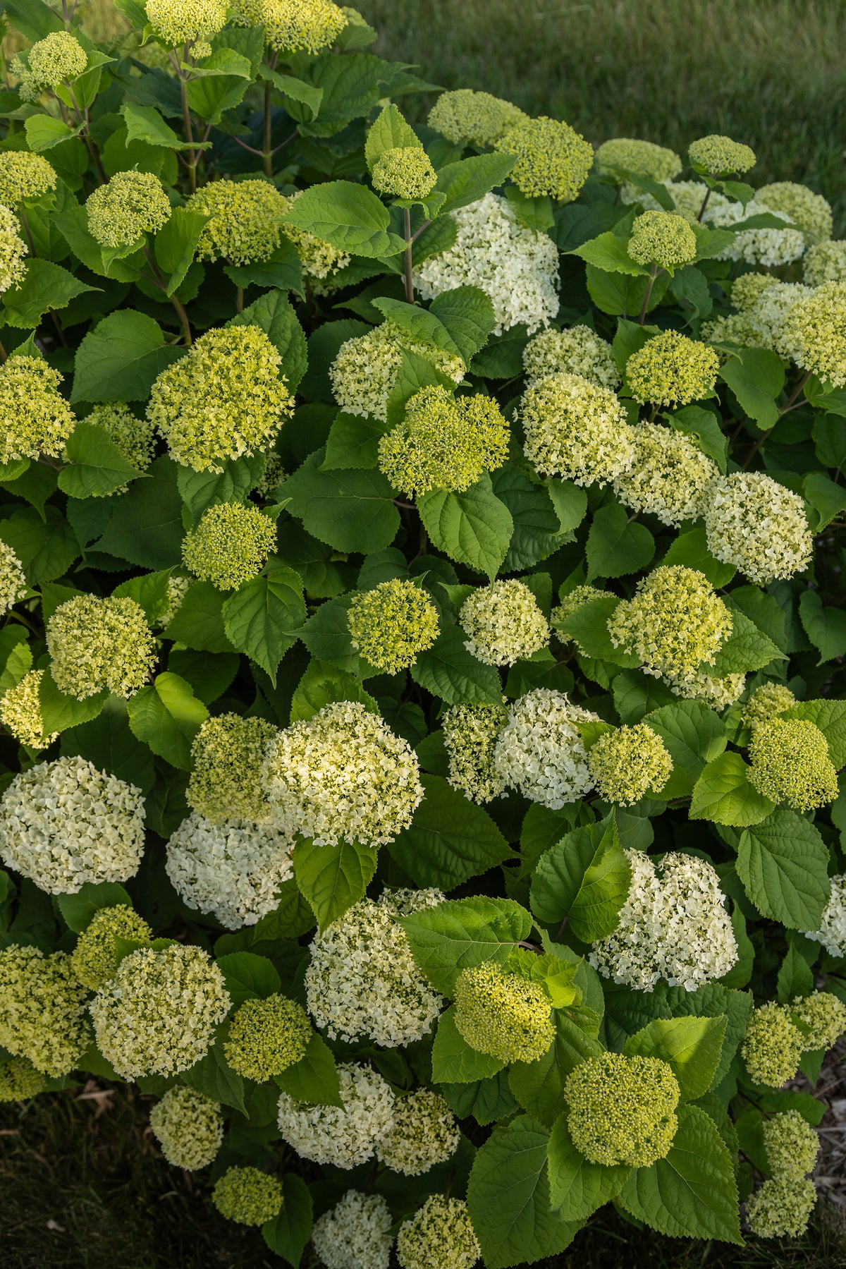 First Editions® FlowerFull® Smooth Hydrangea Bare Root Hydrangea Bush