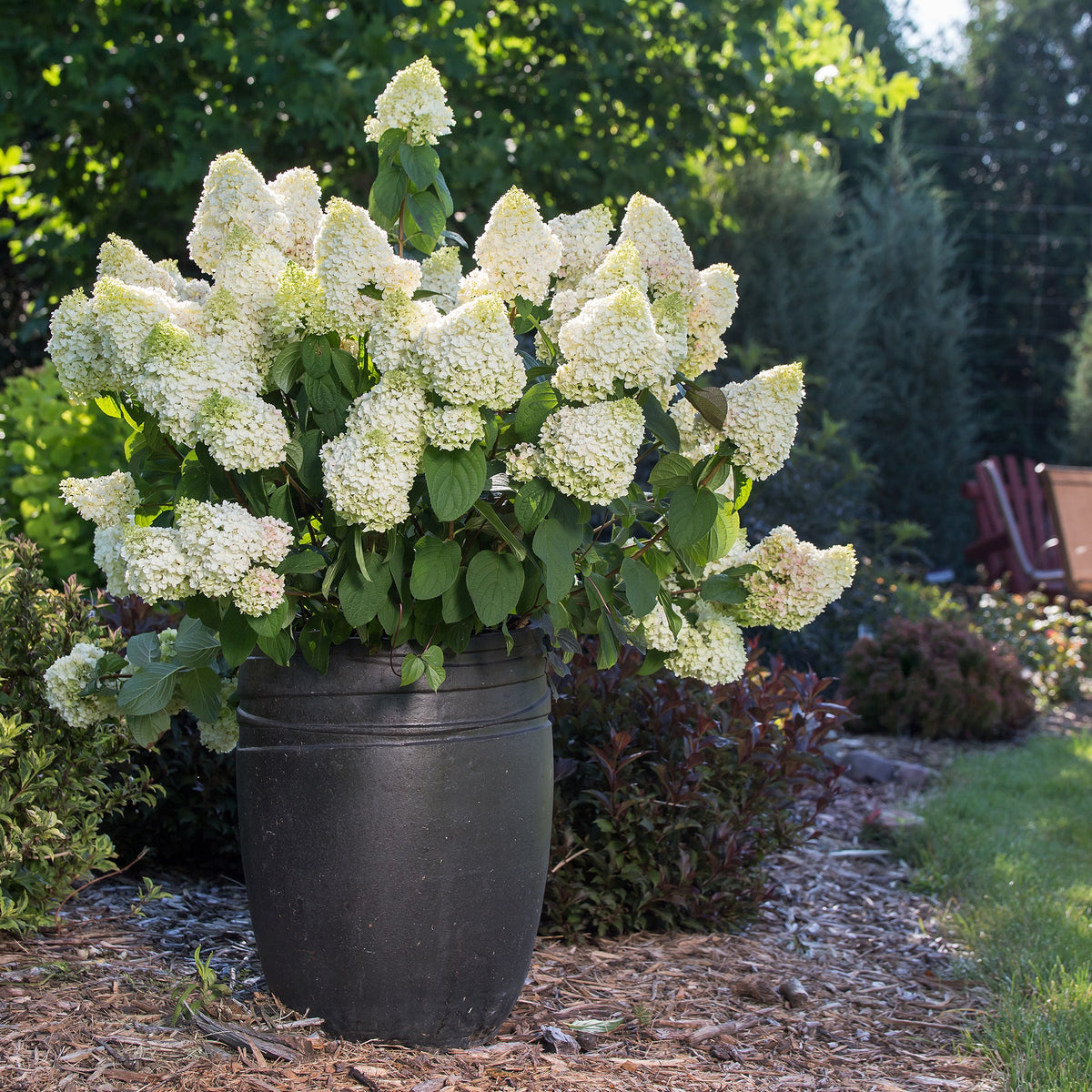 First Editions® Little Hottie® Panicle Hydrangea Bare Root Hydrangea Bush