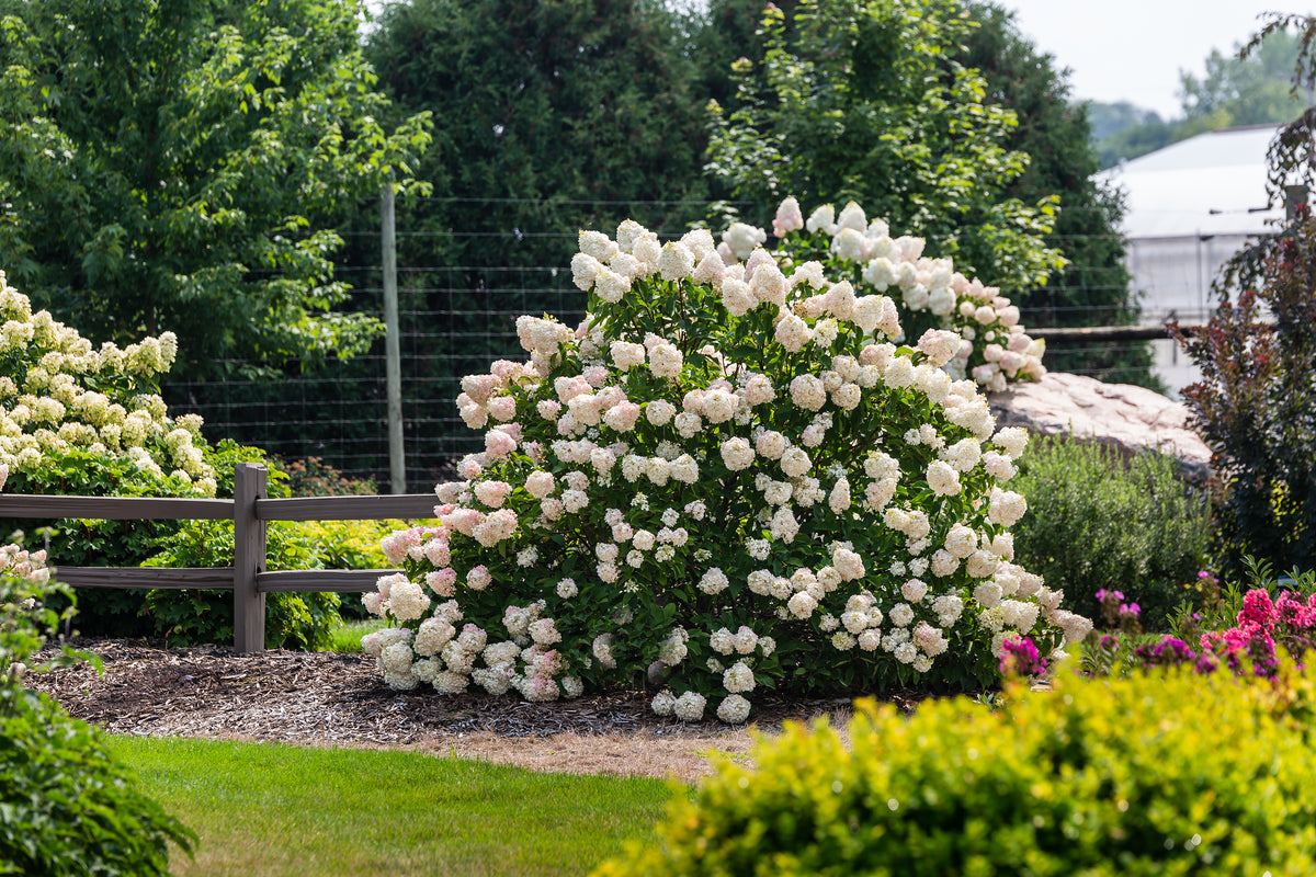 First Editions® Vanilla Strawberry Panicle Hydrangea Bare Root Hydrangea Bush