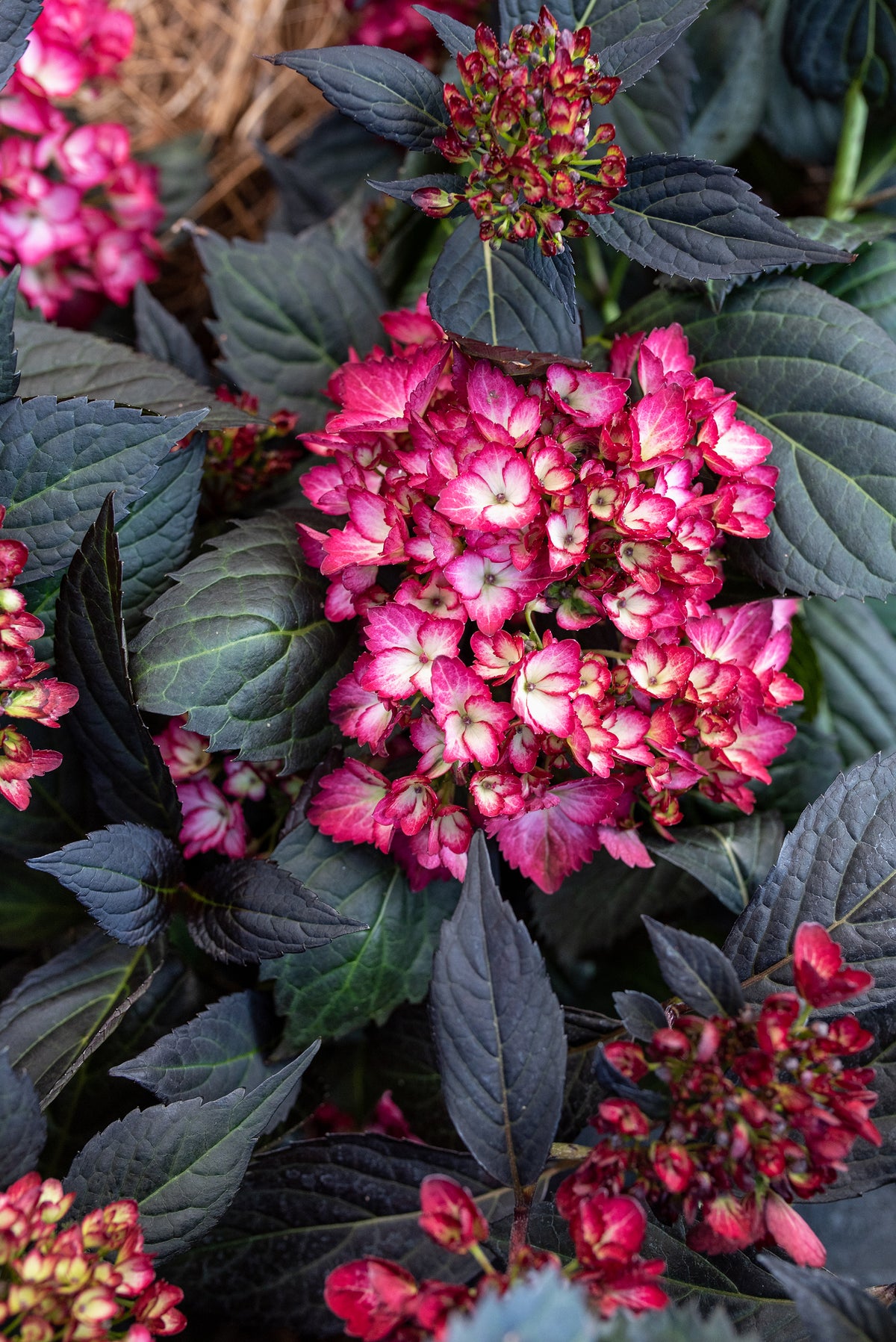 First Editions® Eclipse® Bigleaf Hydrangea Bare Root Hydrangea Bush
