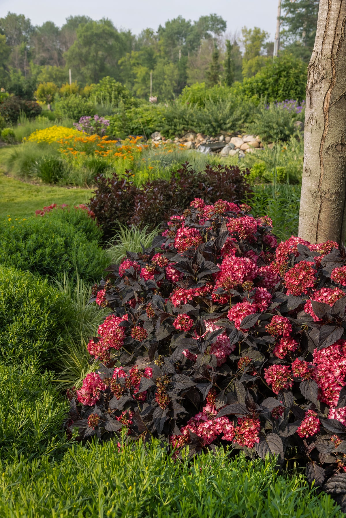 First Editions® Eclipse® Bigleaf Hydrangea Bare Root Hydrangea Bush