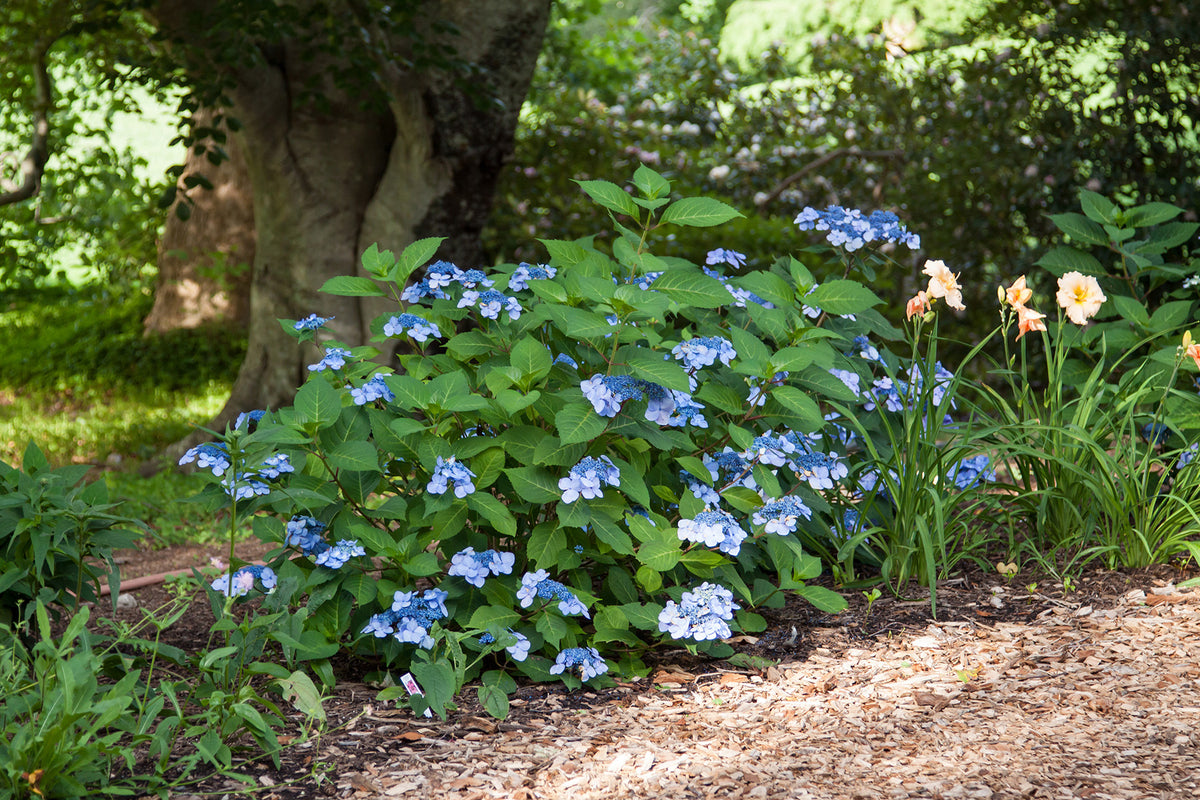 Endless Summer® Twist-n-Shout® Bigleaf Hydrangea Bare Root Hydrangea Bush