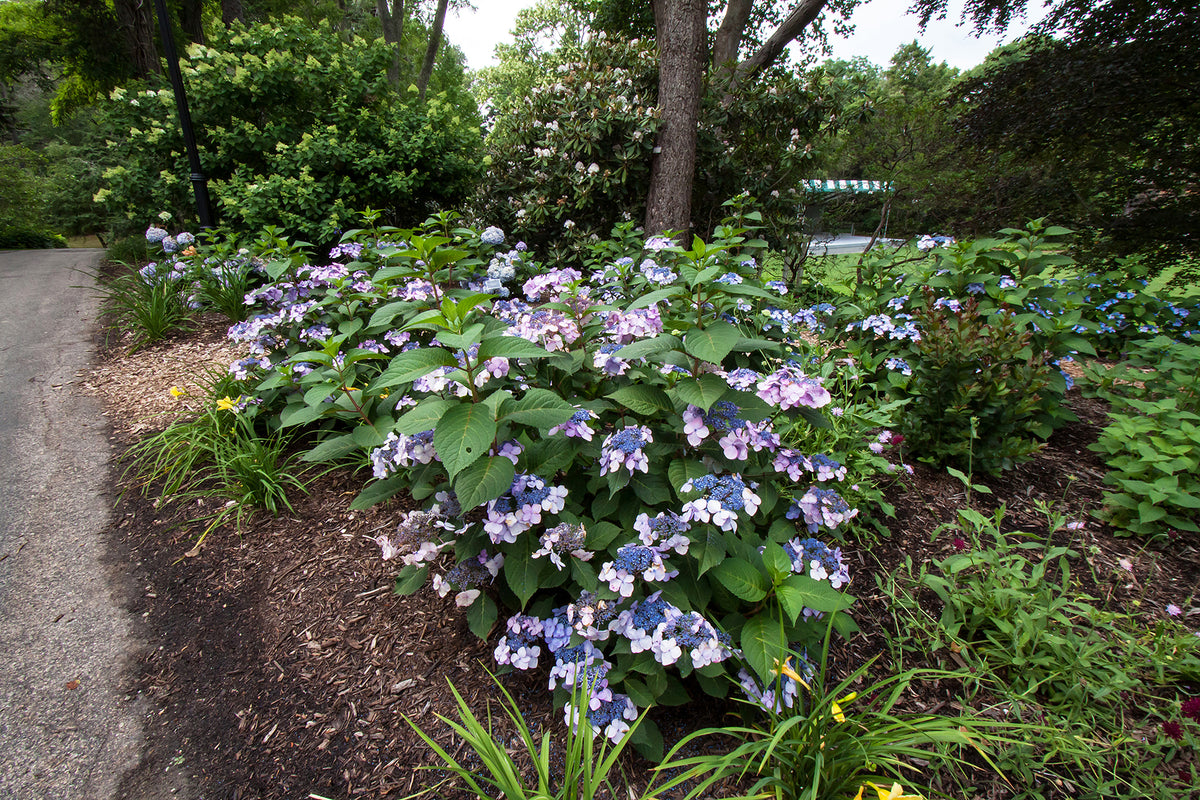 Endless Summer® Twist-n-Shout® Bigleaf Hydrangea Bare Root Hydrangea Bush