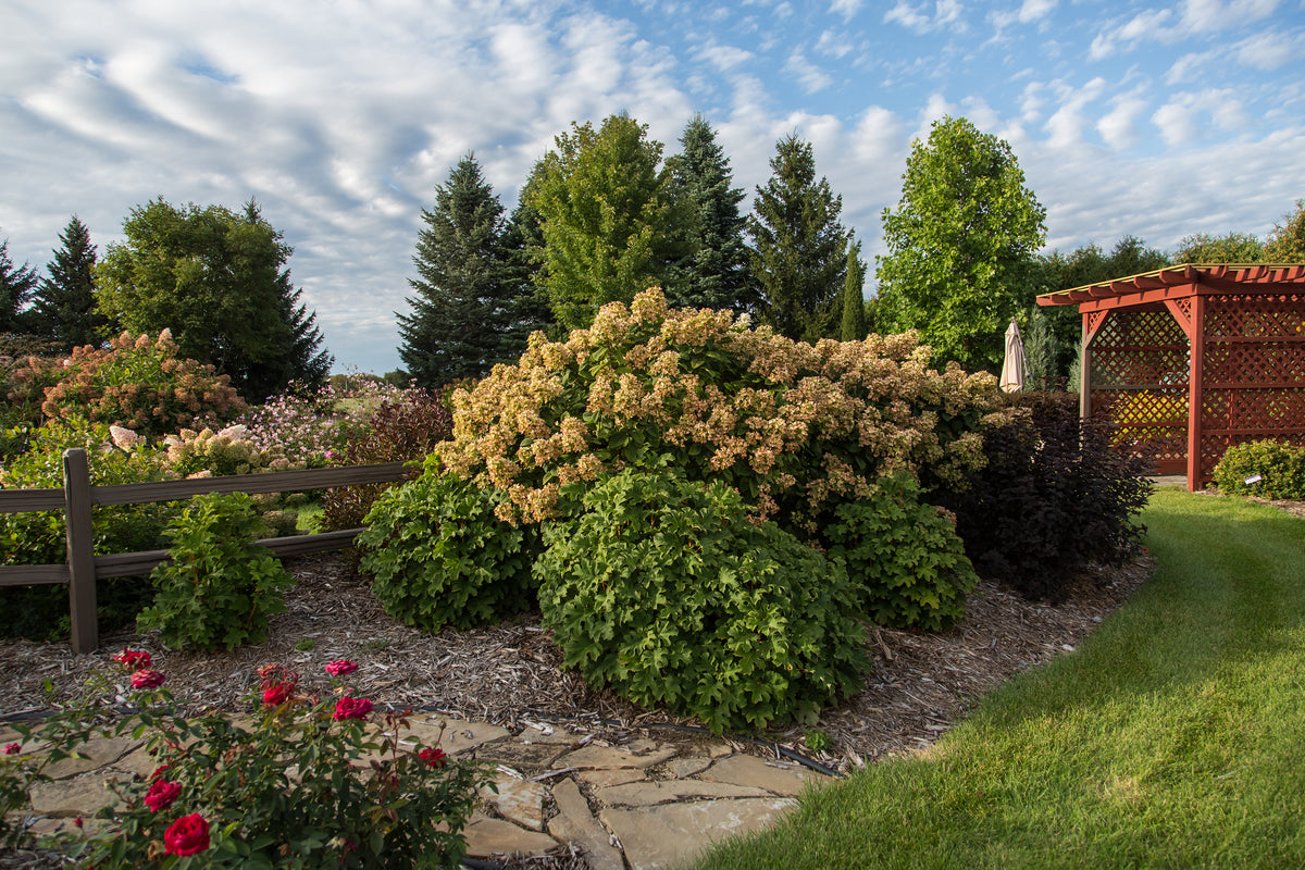 First Editions® White Diamonds Panicle Hydrangea Bare Root Hydrangea Bush