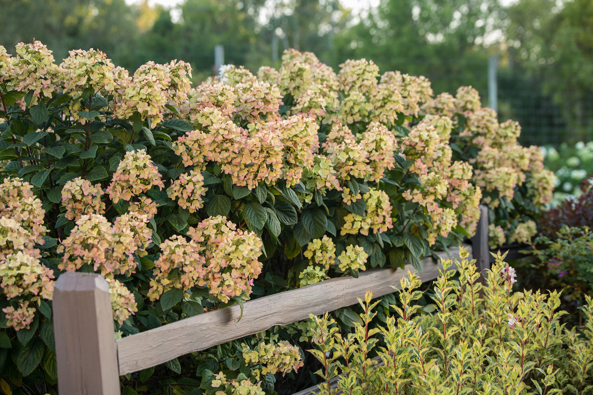 First Editions® White Diamonds Panicle Hydrangea Bare Root Hydrangea Bush