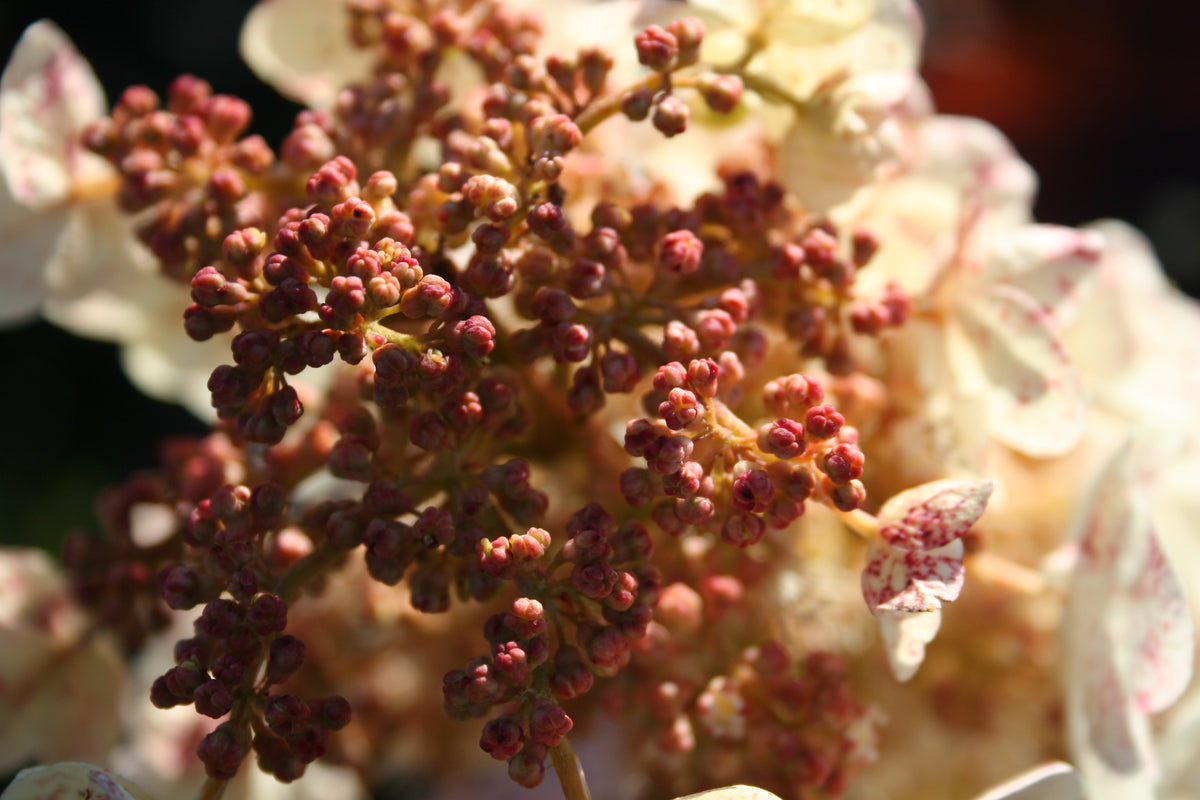 Snow Queen Oakleaf Hydrangea Bare Root Hydrangea Bush