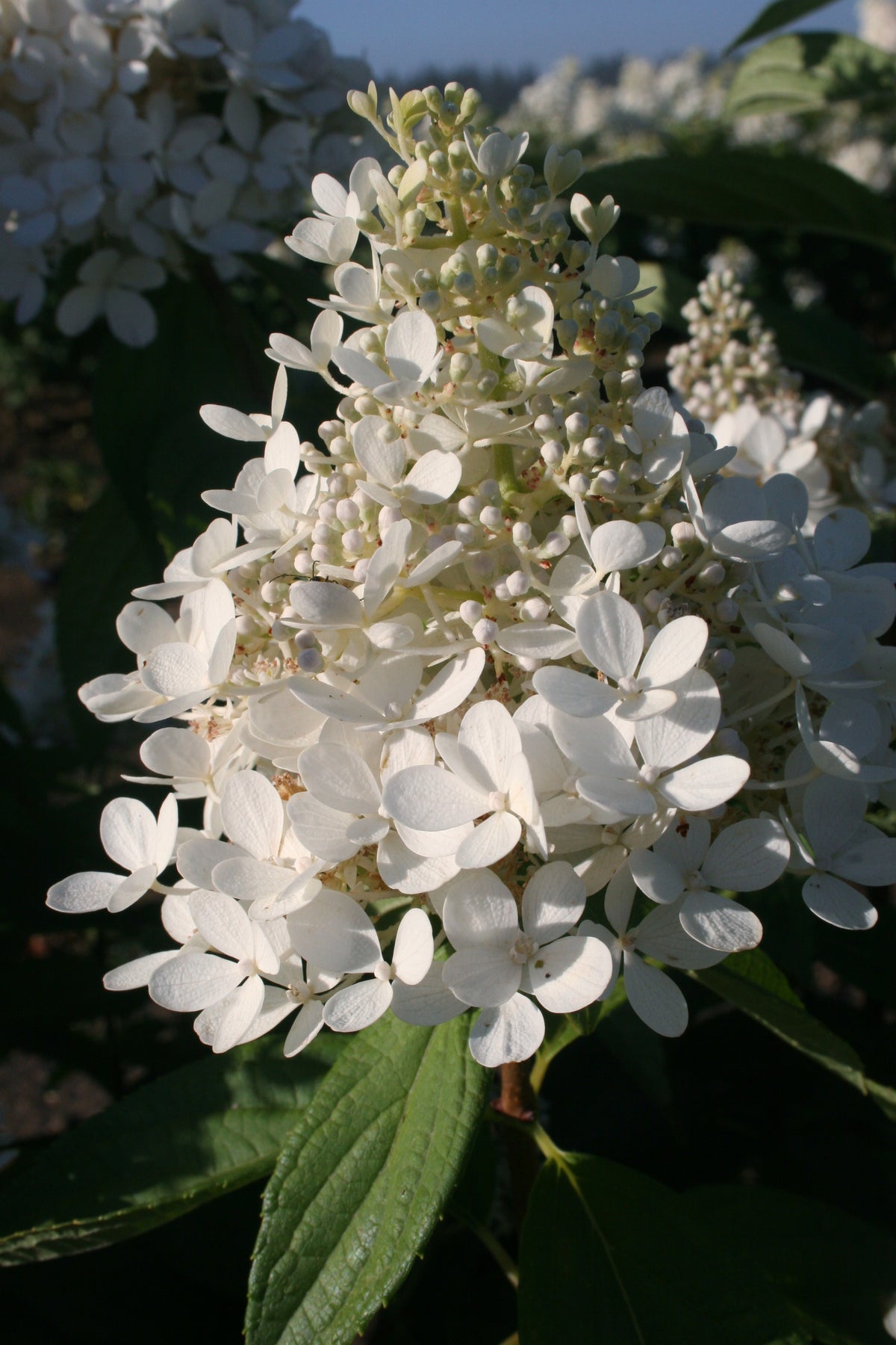 Phantom Panicle Hydrangea Bare Root Hydrangea TREE