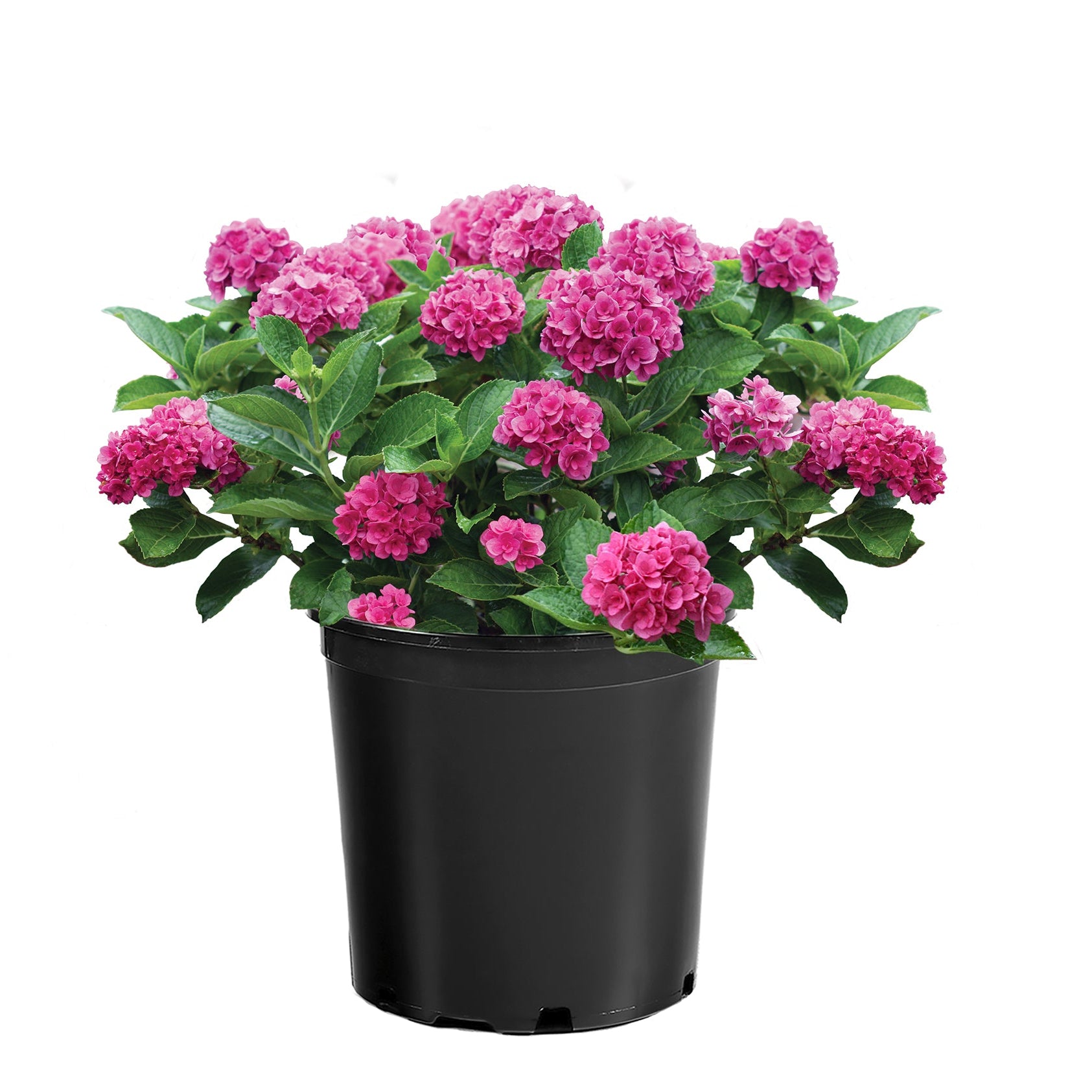 Ruby Blossom™ Potted Bigleaf Hydrangea