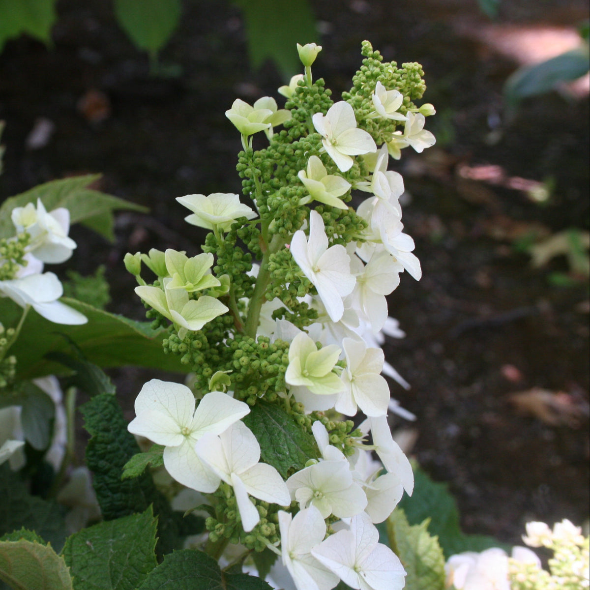 Oakleaf Hydrangea Bare Root Hydrangea Bush