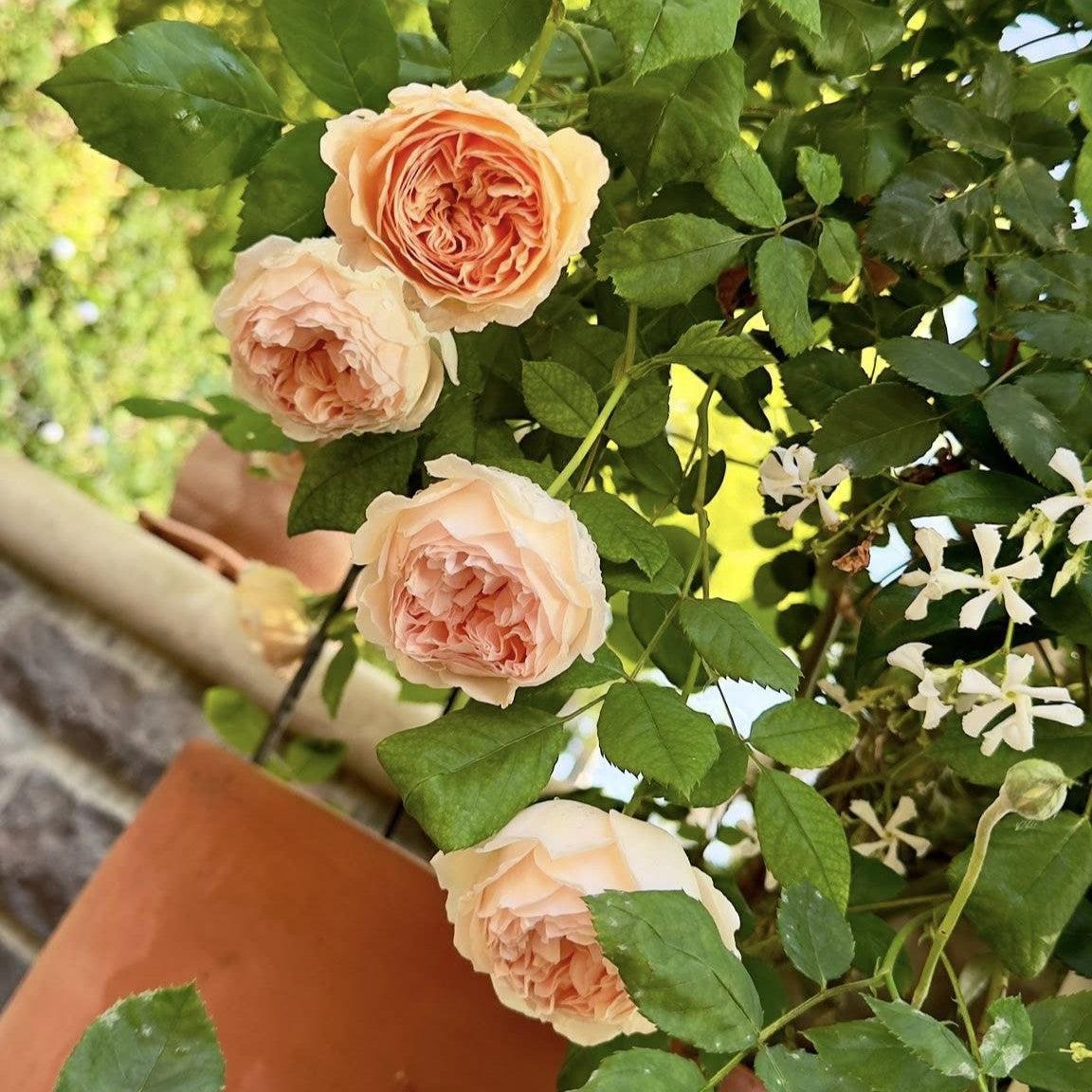 David Austin® Crown Princess Margareta® Potted Rose Bush