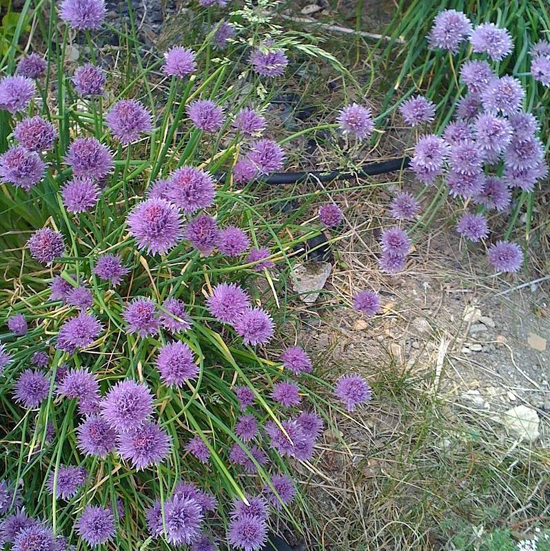 Allium 'Medusa' Potted Ornamental Onion Plant