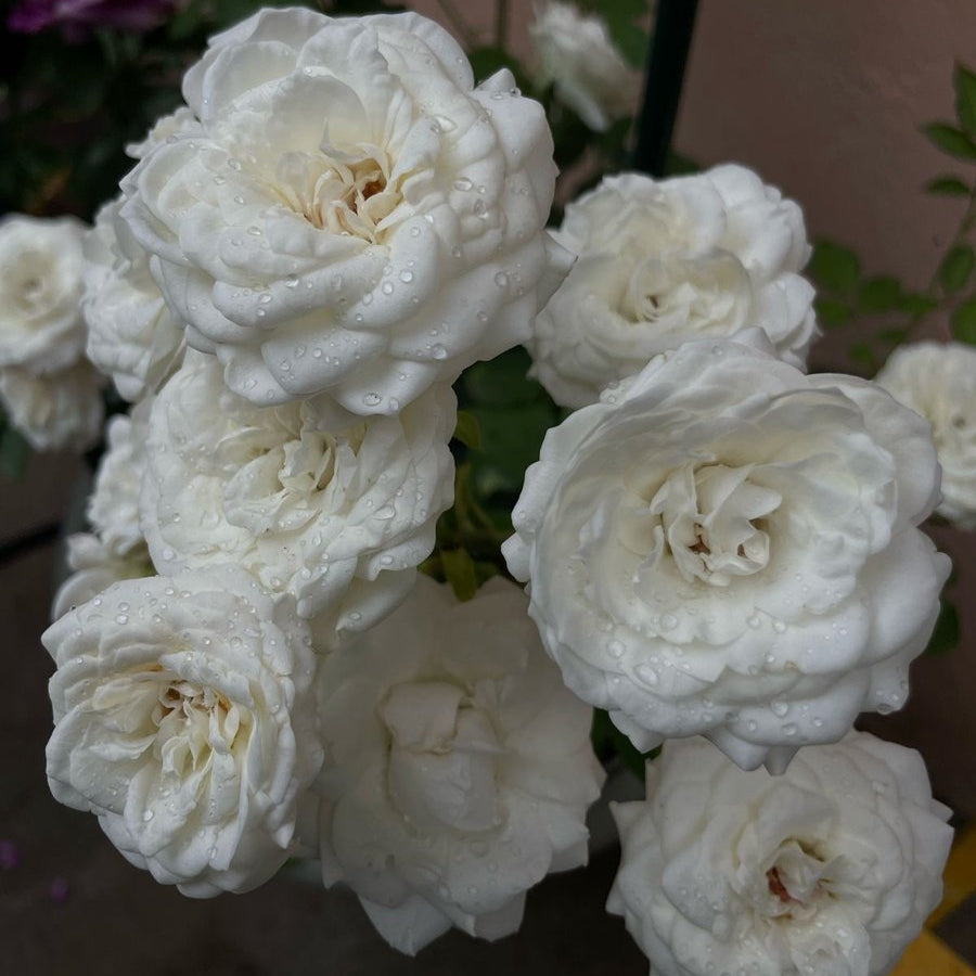 Princess Fairy Kiss® White Potted Rose Bush