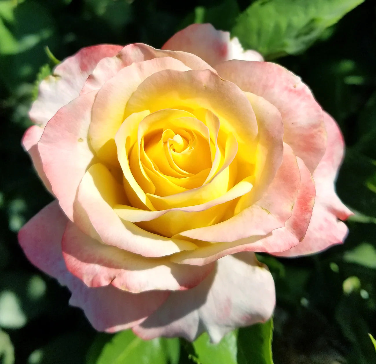 Make Me Blush™ Potted Tree Rose