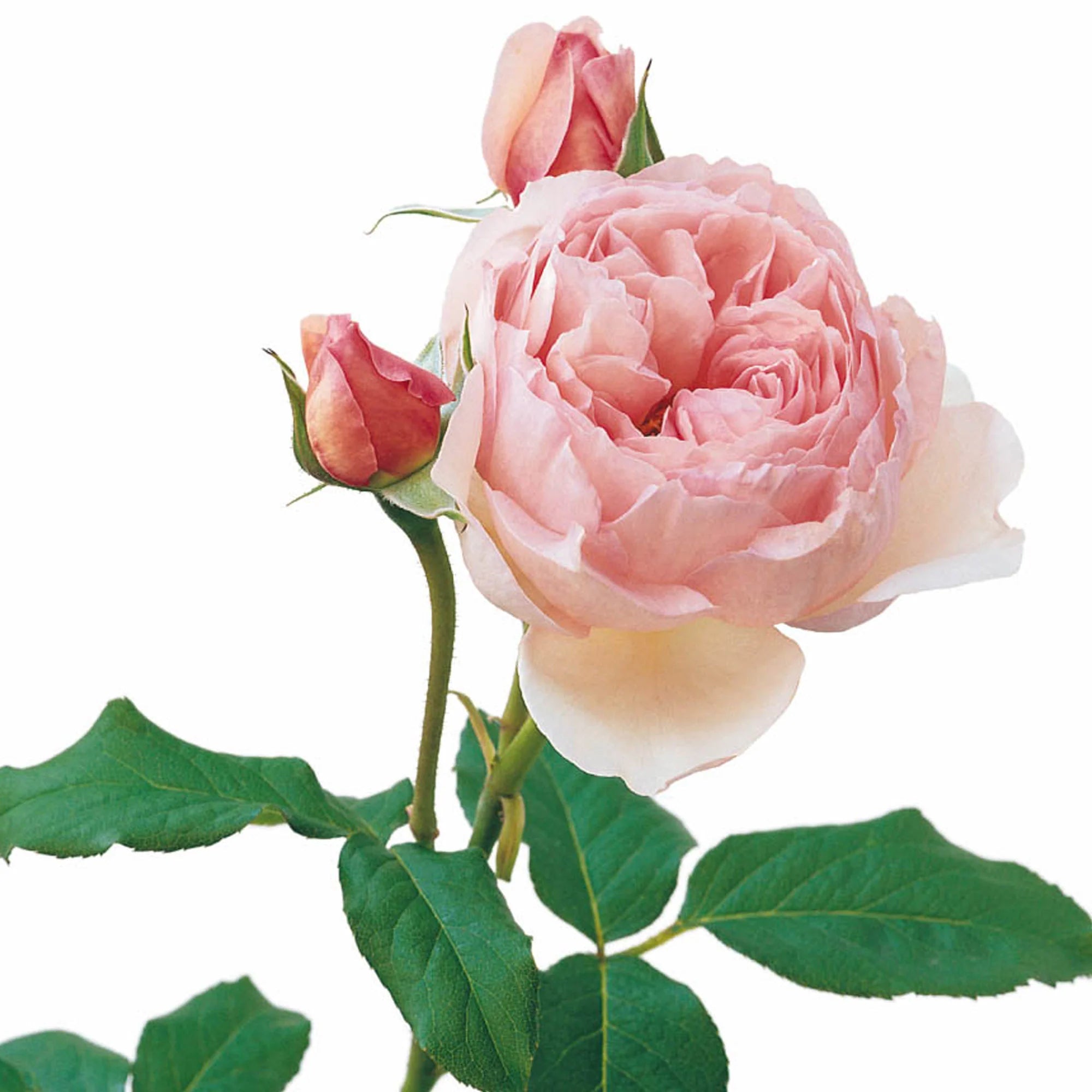 David Austin® Heritage® Potted Rose Bush