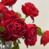 Hot Cocoa™ Potted Rose Bush