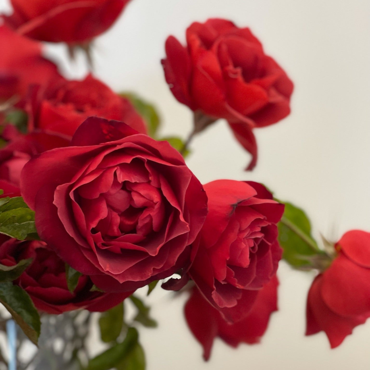 Hot Cocoa® Bare Root Rose Bush