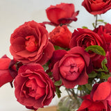 Hot Cocoa® Bare Root Rose Bush