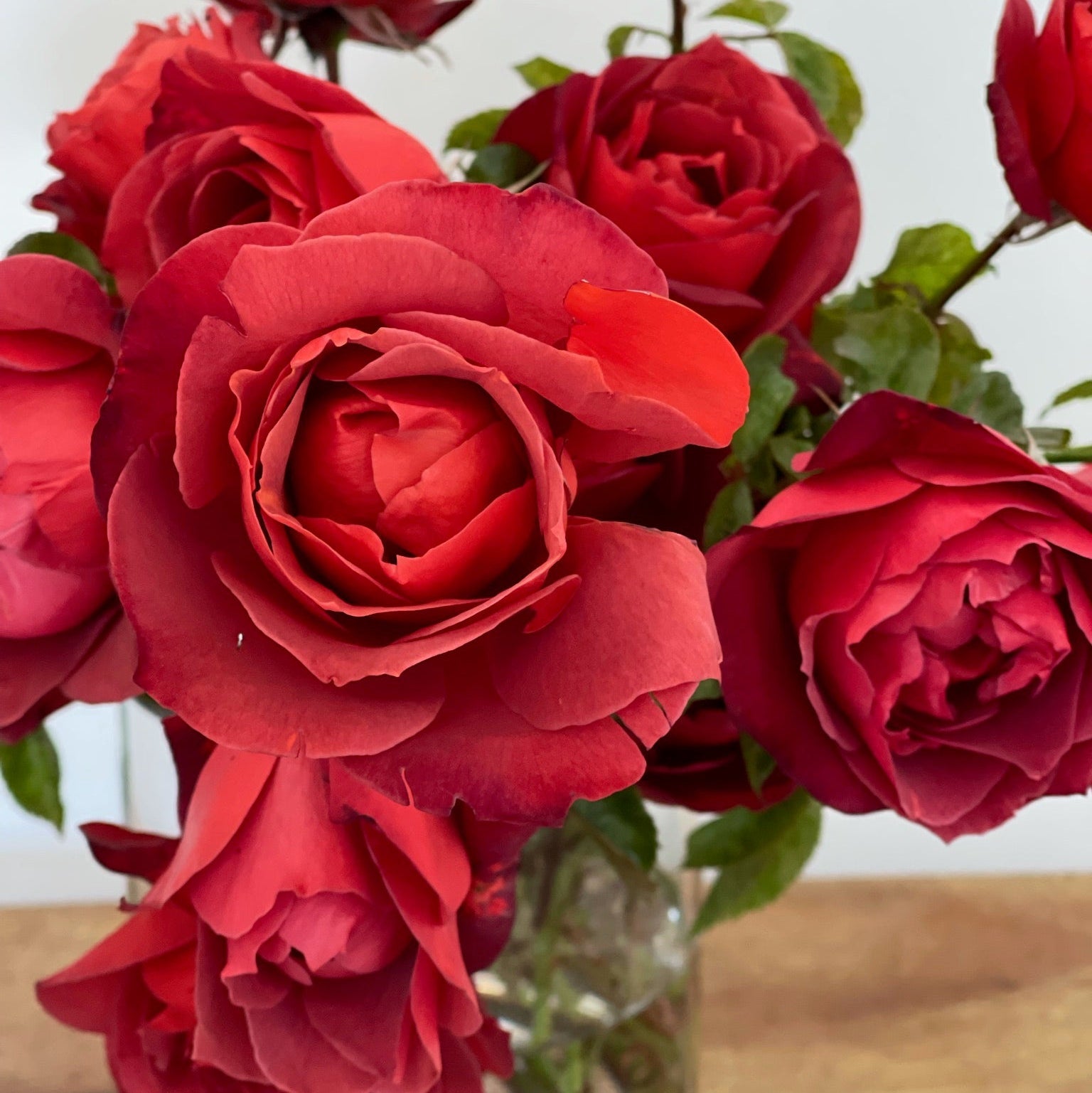 Hot Cocoa™ Potted Rose Bush - Grace Rose Farm