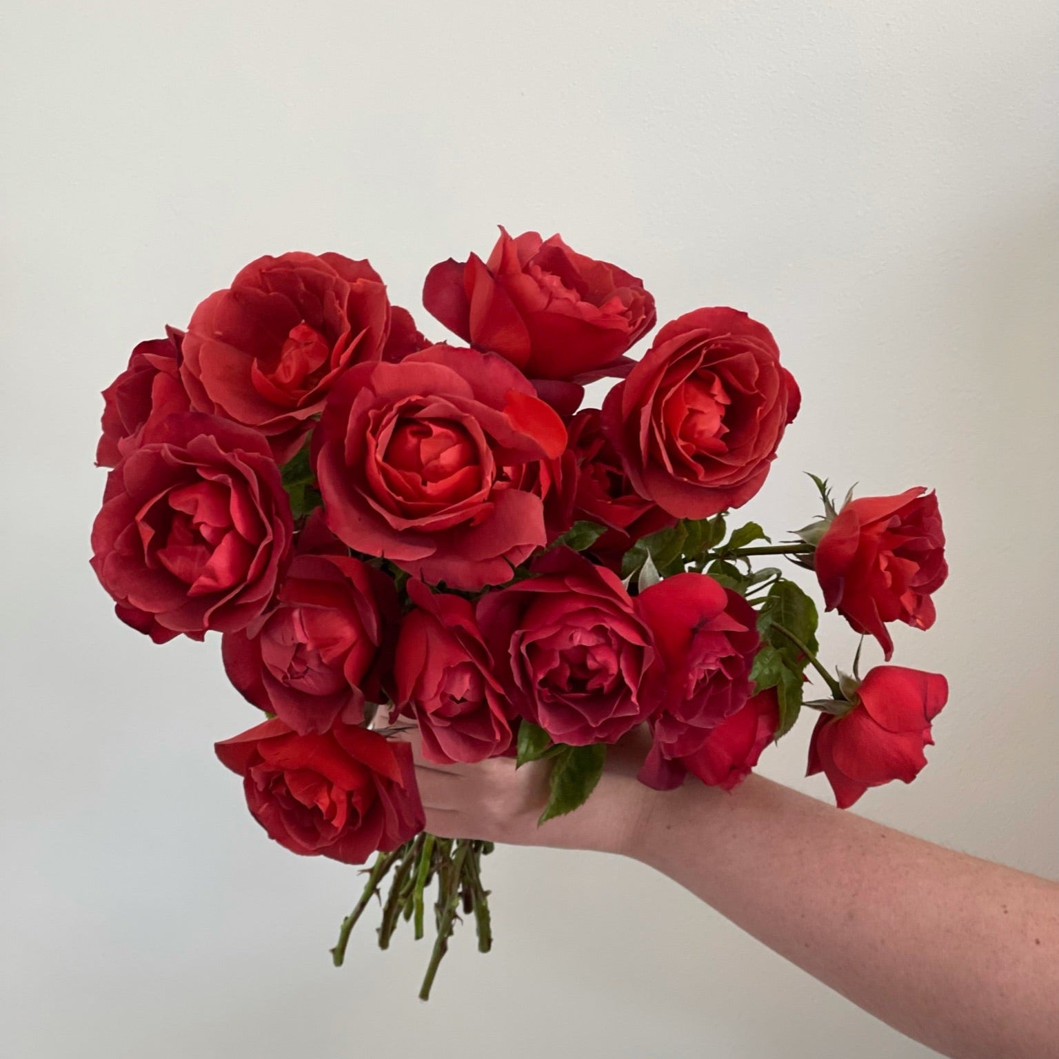 Hot Cocoa® Bare Root Rose Bush