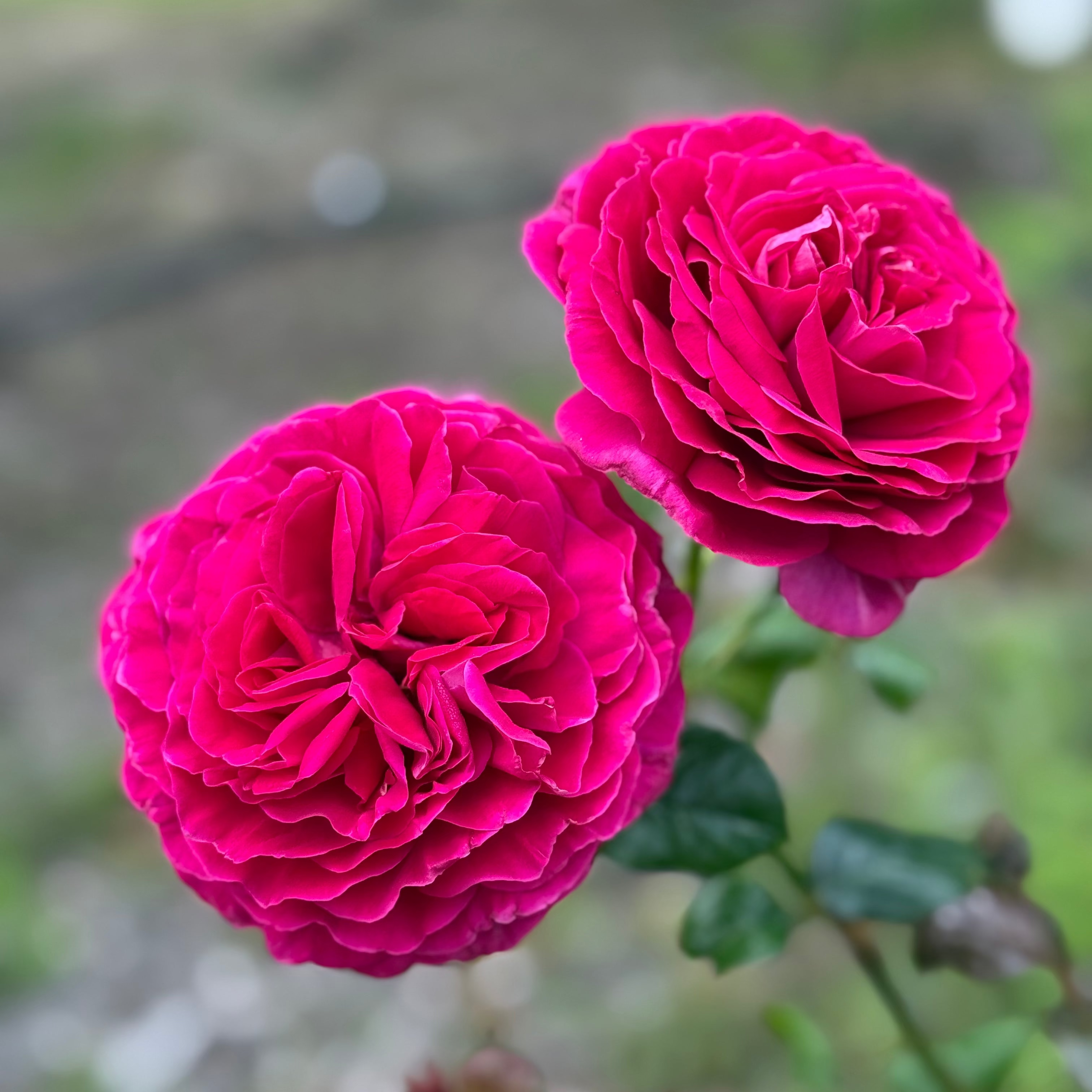 Nothing But Class Bare Root Rose Bush